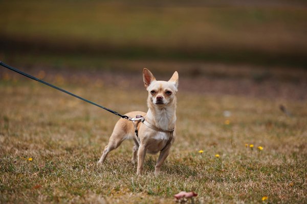 Welche Impfungen sind für Katzen empfehlenswert?